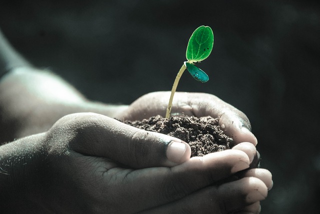 Potting Soil for Vegetables