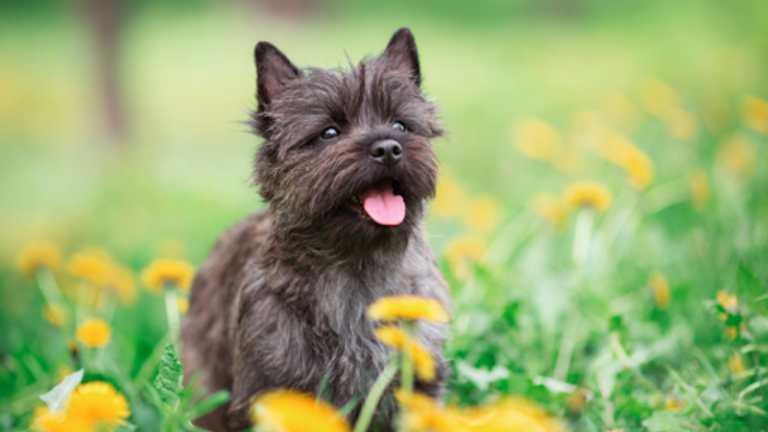 Discover the French Bull Tzu: The Ultimate Companion Dog